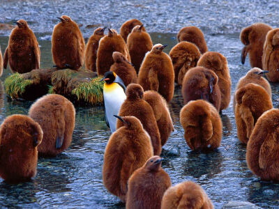 国家地理网站上的Photo of the Day，名为《King Penguins》，南乔治亚岛上，一只成年企鹅站在一群幼年企鹅中，摄影来自David Schultz...