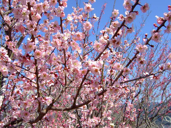  青梅市梅の公園