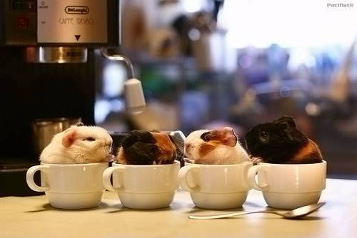 下午茶，来一杯？