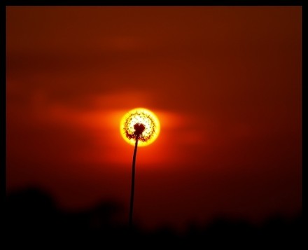 太阳一撇,点亮花心