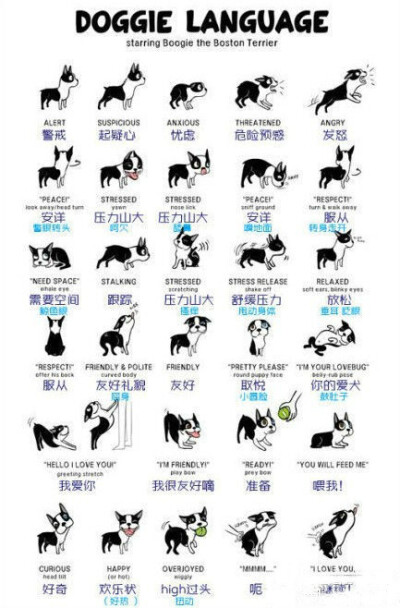 Doggie Language..狗狗滴語言..