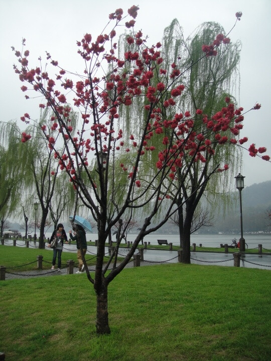 冬天终会过去 桃花依旧盛开---------Sunday