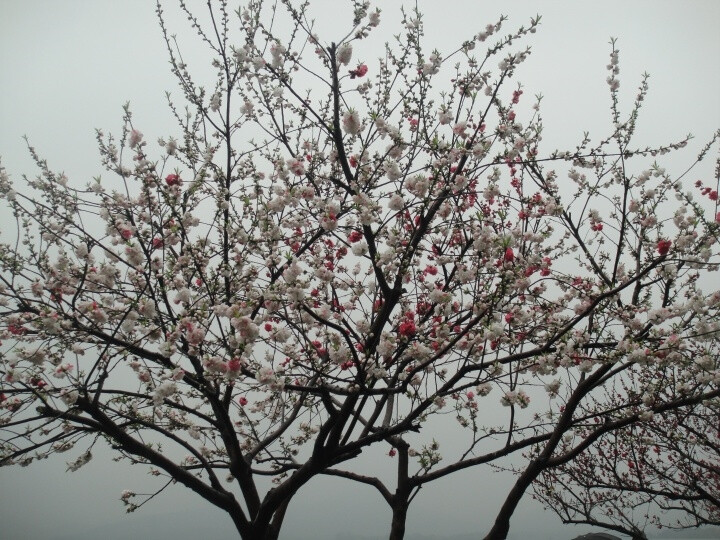 冬天终会过去 桃花依旧盛开---------Sunday