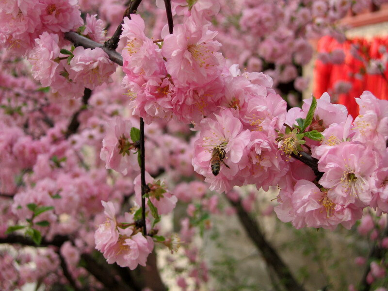 冬天终会过去 桃花依旧盛开---------Sunday