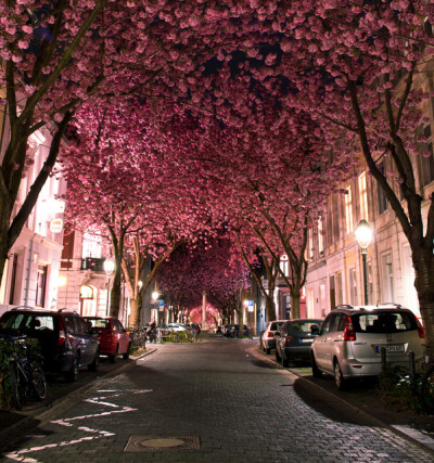 Cherry Blossoms Bonn, Germany 真相跟她一齐漫步粉红···