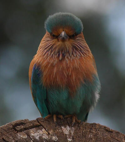 嘿，哥们，你那头发在哪吹得？？Indian Roller (Coracias Benghalensis)