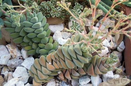 紀之川(Crassula 'Moonglow').jpg