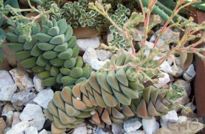 纪之川(Crassula 'Moonglow').jpg