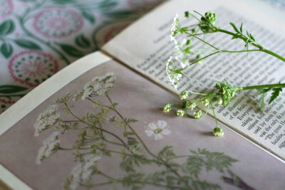 植物书籍