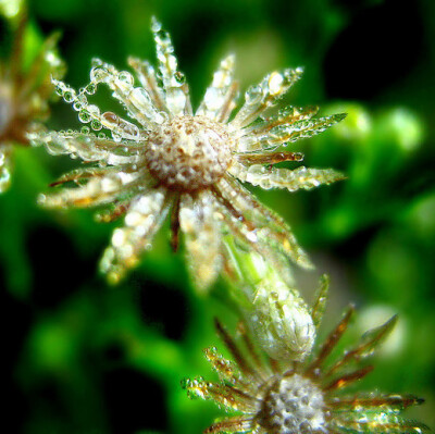  露珠给花朵装饰出了美丽的背景。