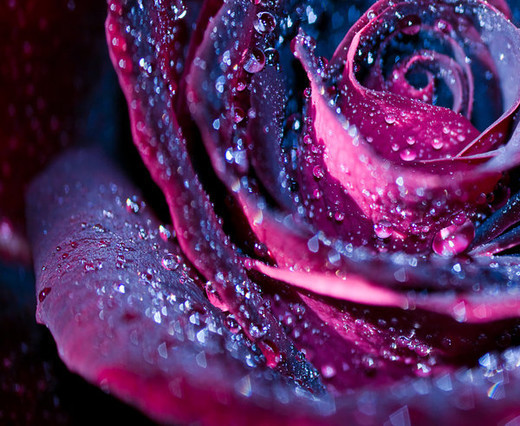  玫瑰花。露珠镶嵌其中，更觉曼妙。