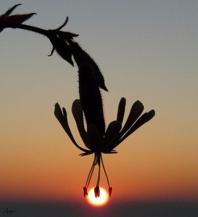 花蕊抓住夕阳！