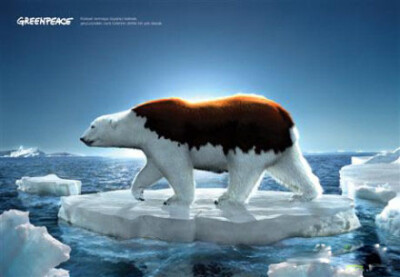 北极熊正在掉色，北极正在消失…