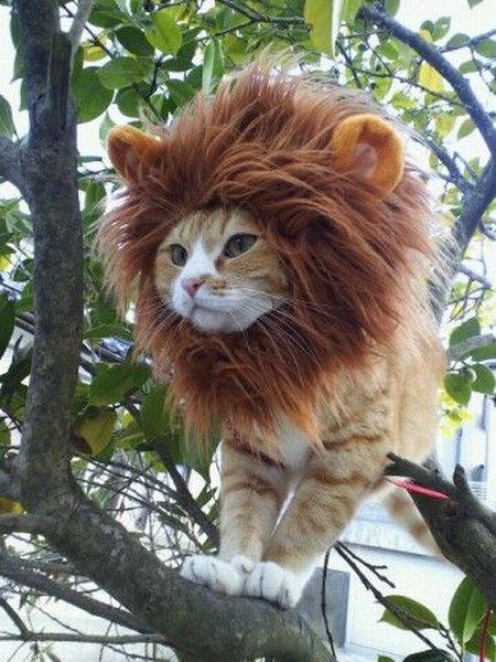 【萌】告诉你，我才是狮子王