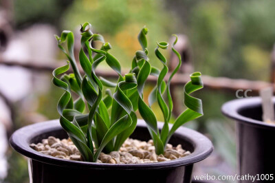 以后也要搞个来玩玩~~~