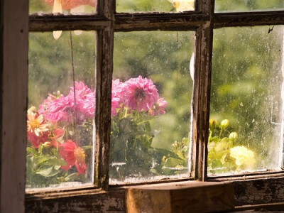 Flowers through the window.