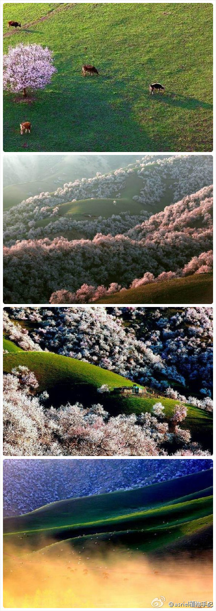 在新疆新源县吐尔根乡北山坡有一片天然野生杏花沟，此处的杏树属天然原始杏林。因山地河谷的冬季逆温气候而遗存下来，整个半山腰均被野杏树覆盖。