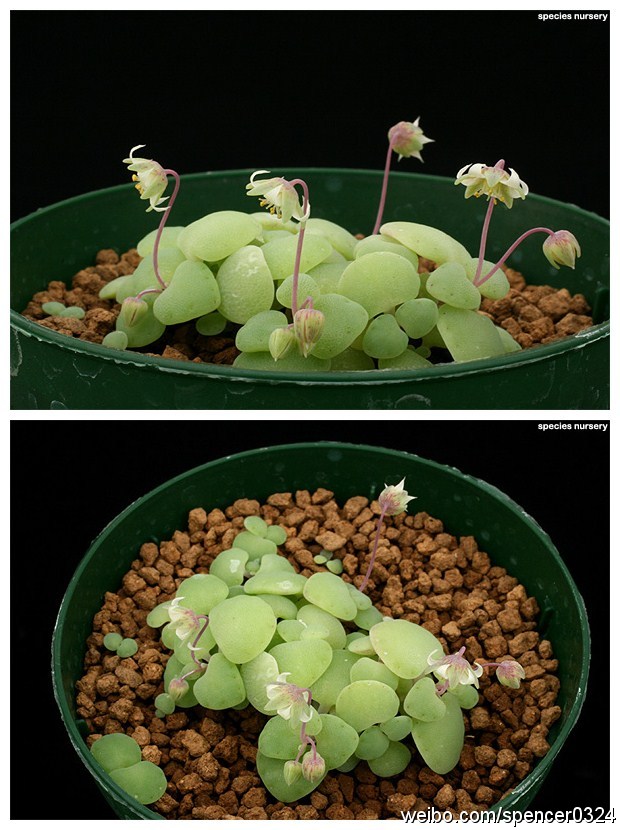  一种特别的青锁龙属植物-银富鳞 Crassula nemorosa