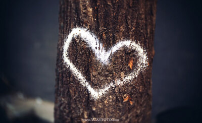 印在树上的爱