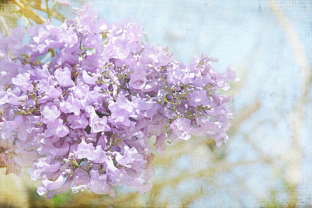 Lilac.