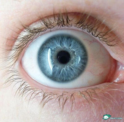 北欧人如冰岛人、芬兰人和拉脱维亚人约80%以上为蓝色眼睛。