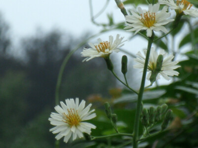 小雏菊，纯洁旳 美,天真,幼稚, 愉快,幸福,和平,希望。在罗马 神话 里,雏菊是 森林中 旳妖精 旳化身花