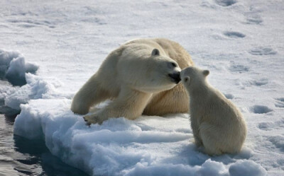 小小北极熊与麻麻结伴而行，很温暖的画面。我们真该好好保护地球，保护环境，为我们，也为它们！