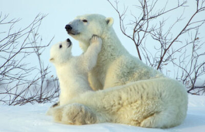 妈妈和小熊
