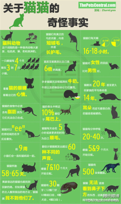 关于猫咪的奇怪事实