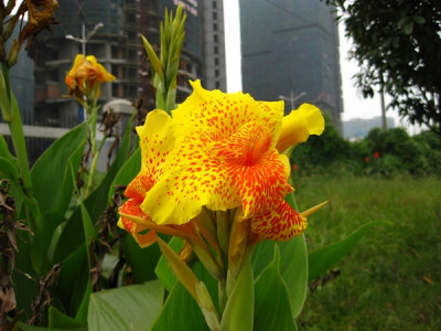 名称： 美人蕉；英语名字：Canna lily