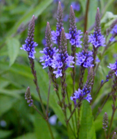 【蓝花马鞭草 Verbena hastata】也叫戟叶马鞭草