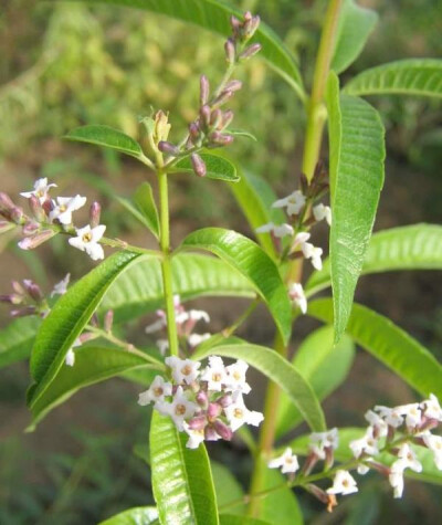 【柠檬马鞭草 Aloysia citrodora】又名防臭木、香水木，土生土长于热带南美洲