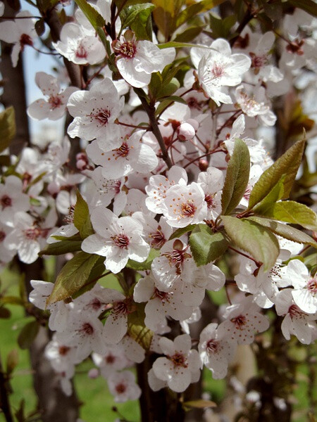 紅葉李，薔薇科李屬