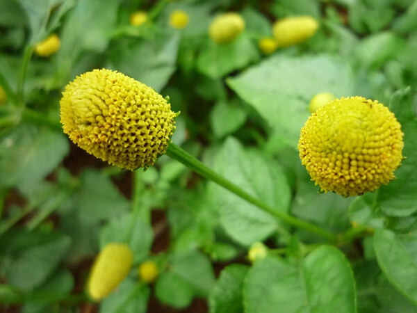 金纽扣，菊科金钮扣属