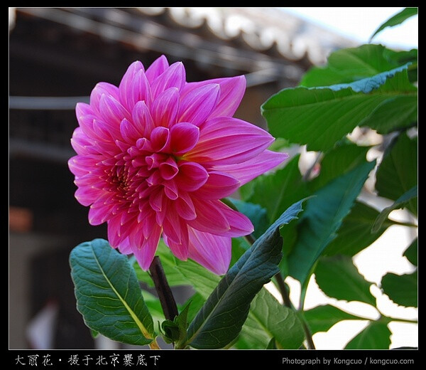 大丽花，菊科大丽花属