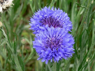 矢车菊，菊科矢车菊属