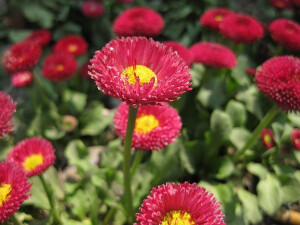 雏菊，菊科雏菊属