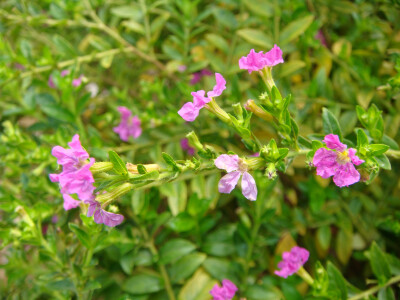 千屈菜科萼距花属的萼距花