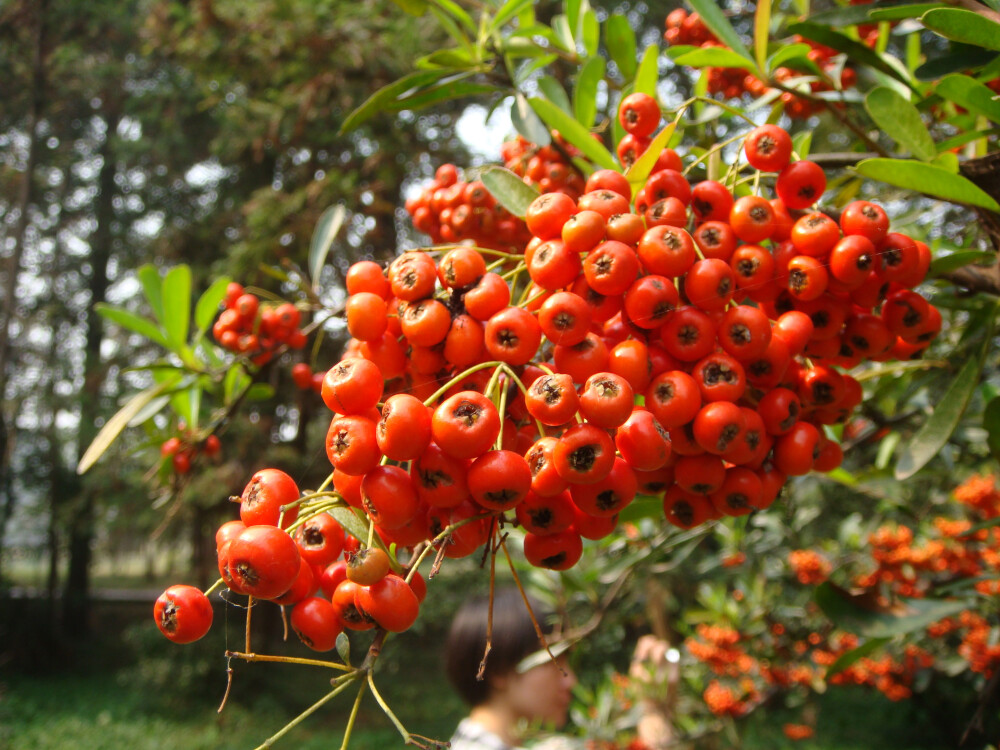 蔷薇科火棘属的火棘，累累秋果挂枝头，煞是喜人~~