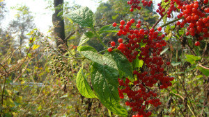 秋天的接骨草。