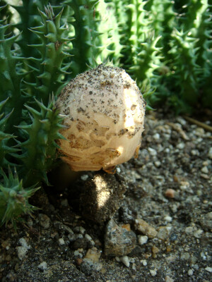 小花犀角丛中冒出几棵蘑菇，温室里，干旱高温的多浆植物区冒出来蘑菇，跟人感觉很神奇==