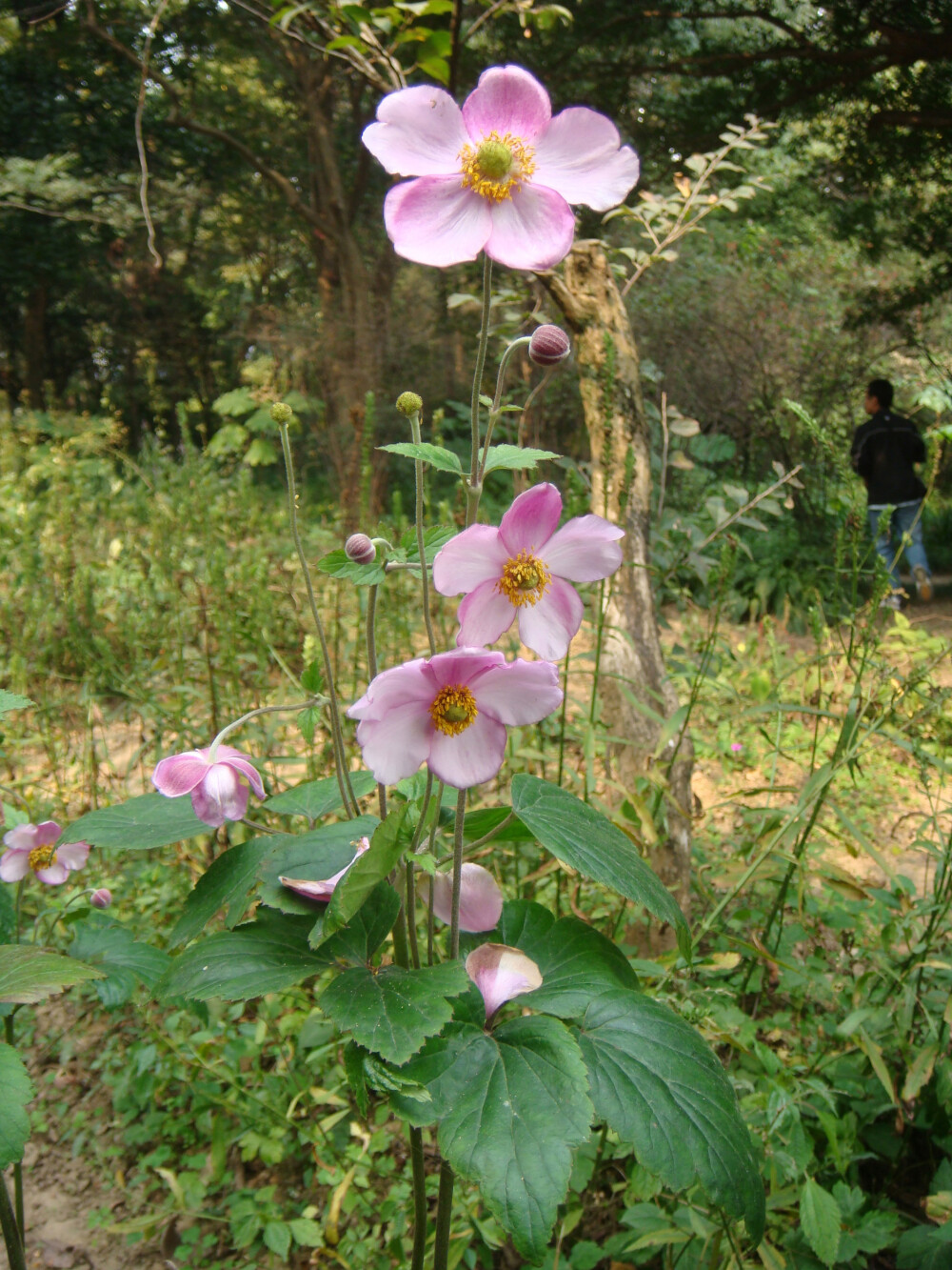 毛茛科的野棉花