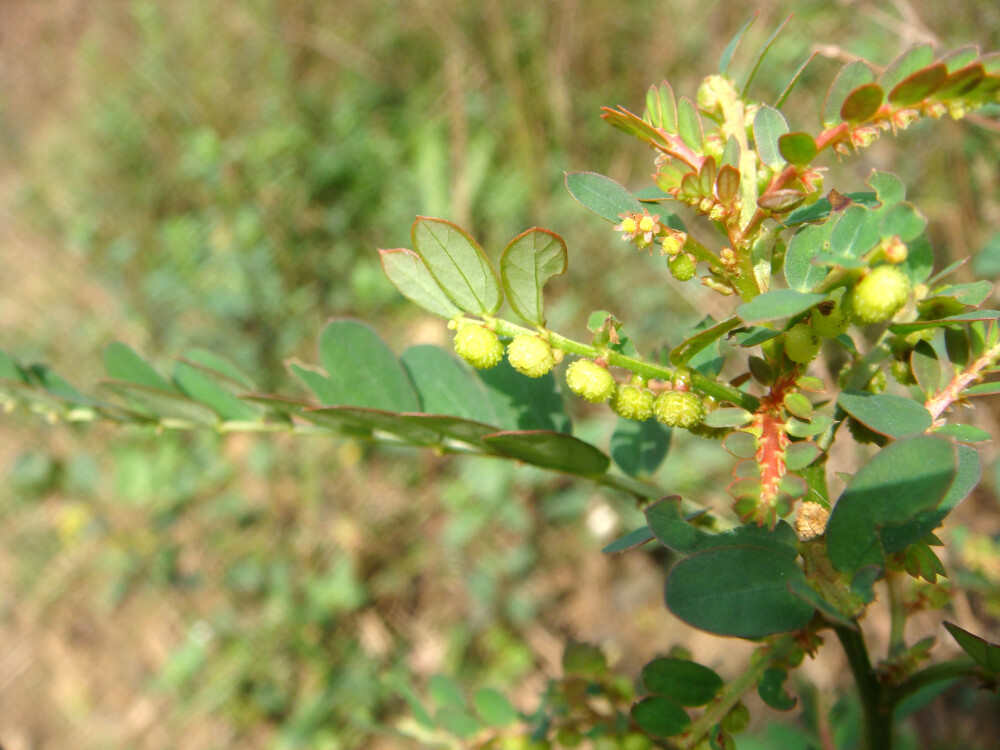 叶下珠，大戟科叶下珠属。夏秋沿茎叶下面开白色小花，无花柄。花后结扁圆形小果，形如小珠，排列于假复叶下面。