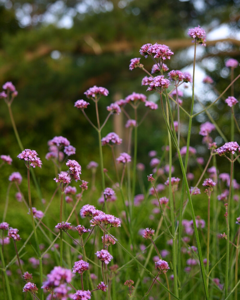 此时花开-By RyanMcGurl-Purple verbena flowers. 马鞭草的花~一下就想到了TVD……