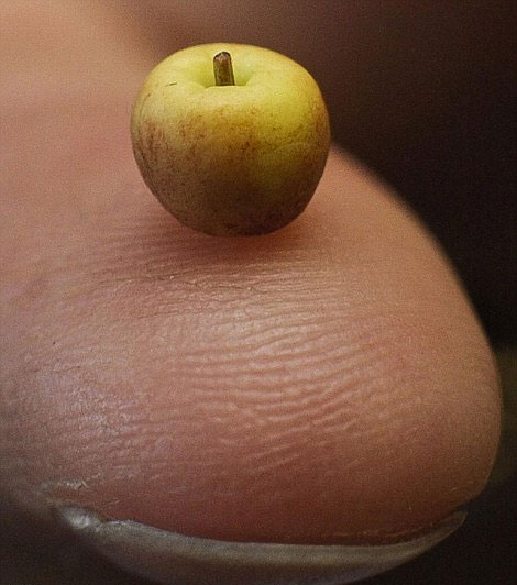 世界上最小的苹果图片