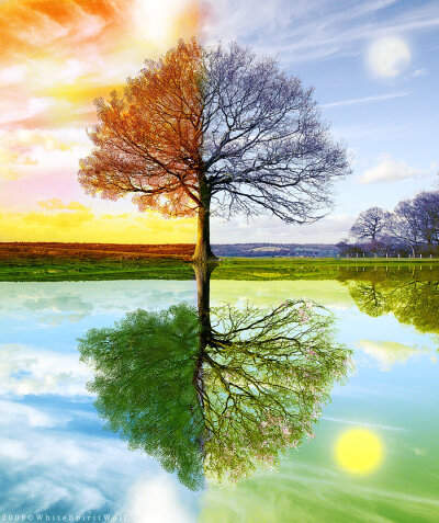 『一棵树的春夏秋冬』 photo by：WhiteSpiritWolf
