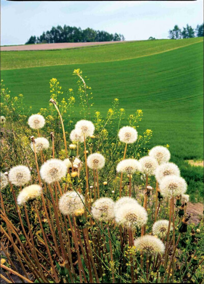 北海道美瑛町 春天复苏的花