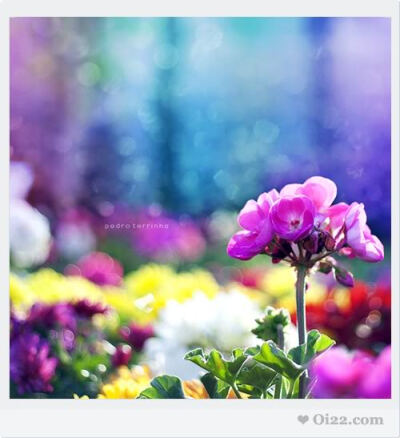 pedro terrinha 摄影照片欣赏