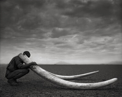 Tusks of Killed Elephant（被杀死大象的象牙），来自英国著名野生动物摄影师Nick Brandt，2011年拍摄于肯尼亚。