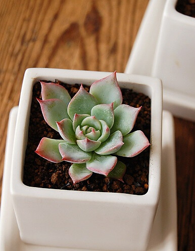 景天科拟石莲花属【吉娃娃】Echeveria chihuahuaensis 国内又称杨贵妃，夏天不能浇过多的水。其生长慢因而土壤不必含过多肥分。冬季较耐寒。早春是该种最美丽的季节，也是繁殖的好时机，将壮实叶取下平放，很快生根…